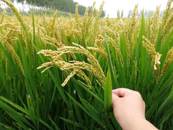 Selenium-rich food certification